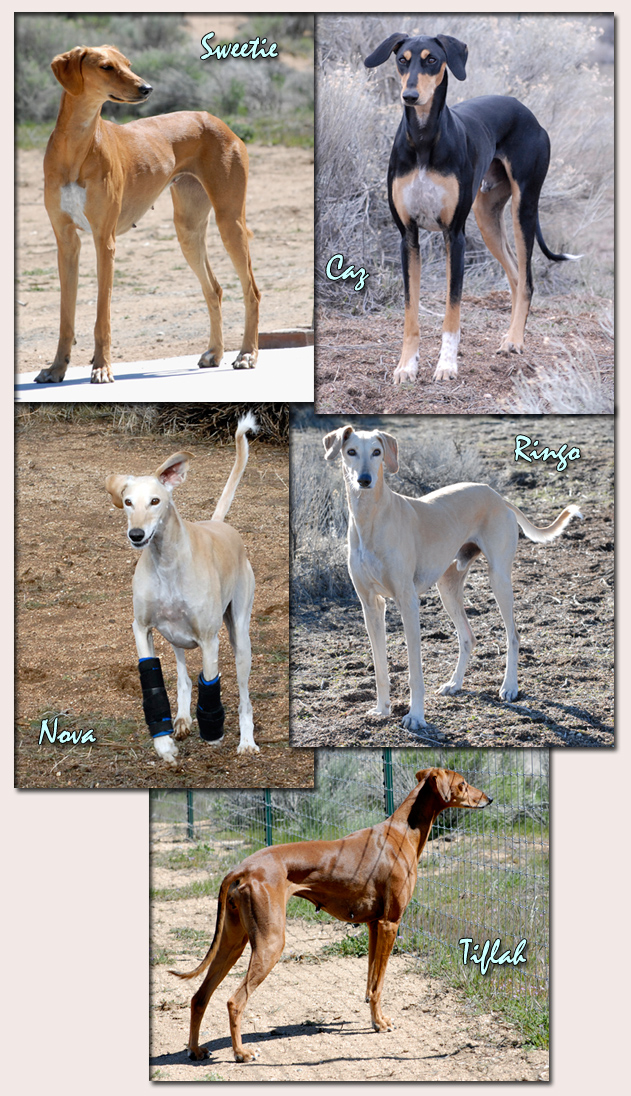 Our current hounds!