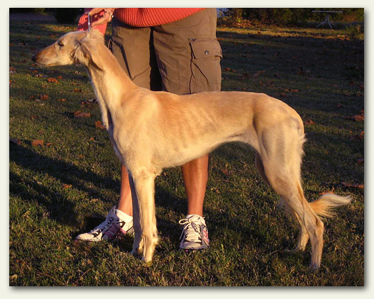 Blondie at six months