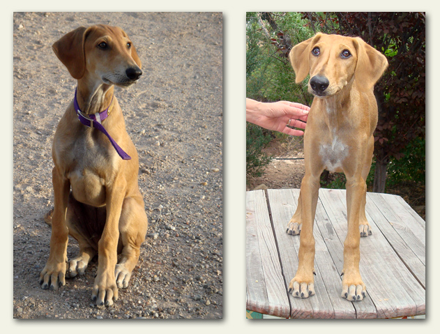 Abu Dhabi (L) and Ducati (R) at three months!