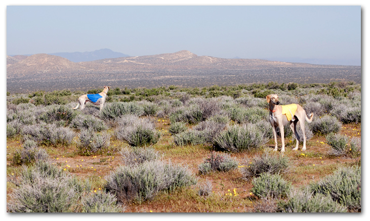 Ringo and Nova out in the desert!