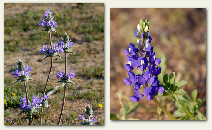 Flowers!