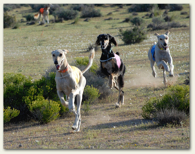 Happy Hounds!