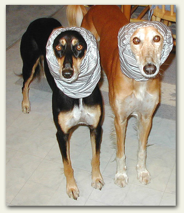 Dogs with Hats