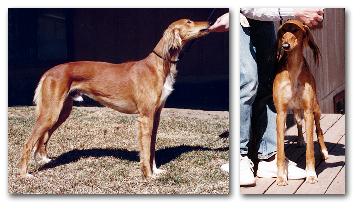 Lakota at 2 years of age