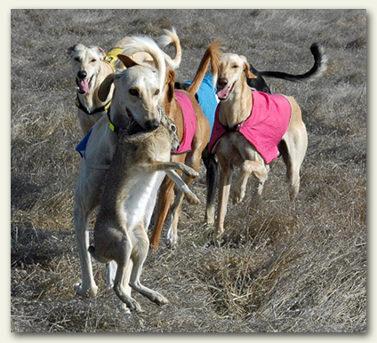 Nova shows the prize to his brothers!