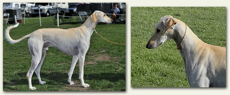 Nova in the Desert Bred Exhibition