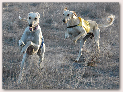 Nova and Ringo