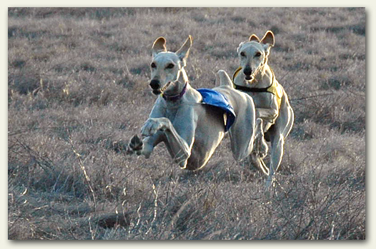 Nova, followed by Ringo, on the run!