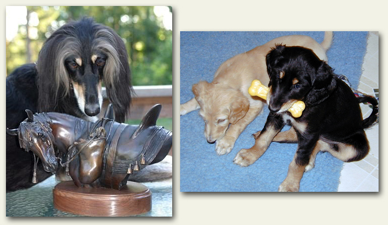 Ringo at 7 years (L) and 4 weeks (R)