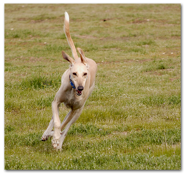 Ringo, pure joy!