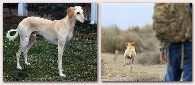 Ringo at home and in the field