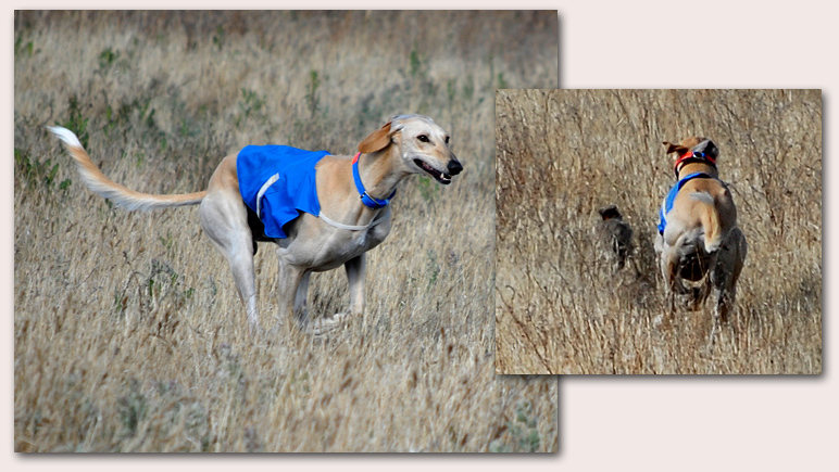 Ringo is back on hares!