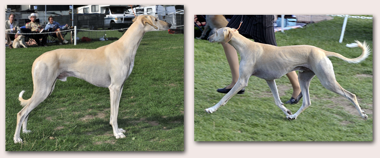Ringo at Lompoc 2008