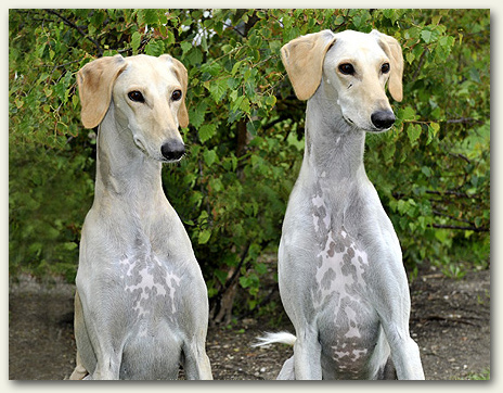 Ringo (L) & Nova (R) at Lompoc 2008