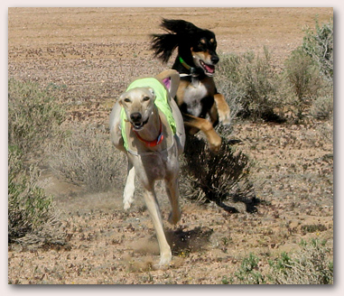 Ringo and Zelia return from a run