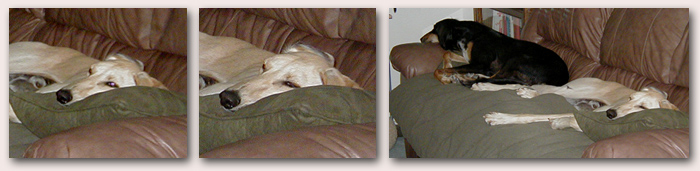 Ringo making himself at home