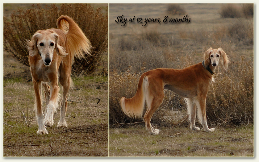 Sky still enjoys the field!