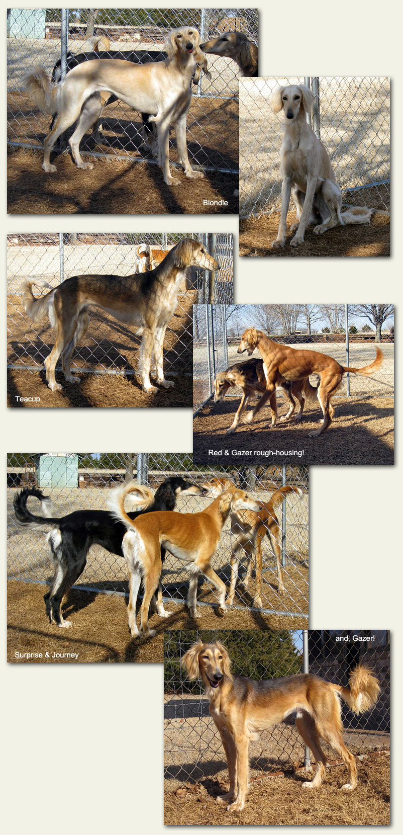 The Sky x Rent pups at 10 months!