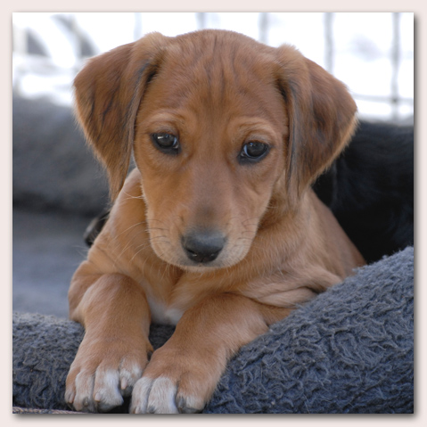 Sweetie at 6 weeks