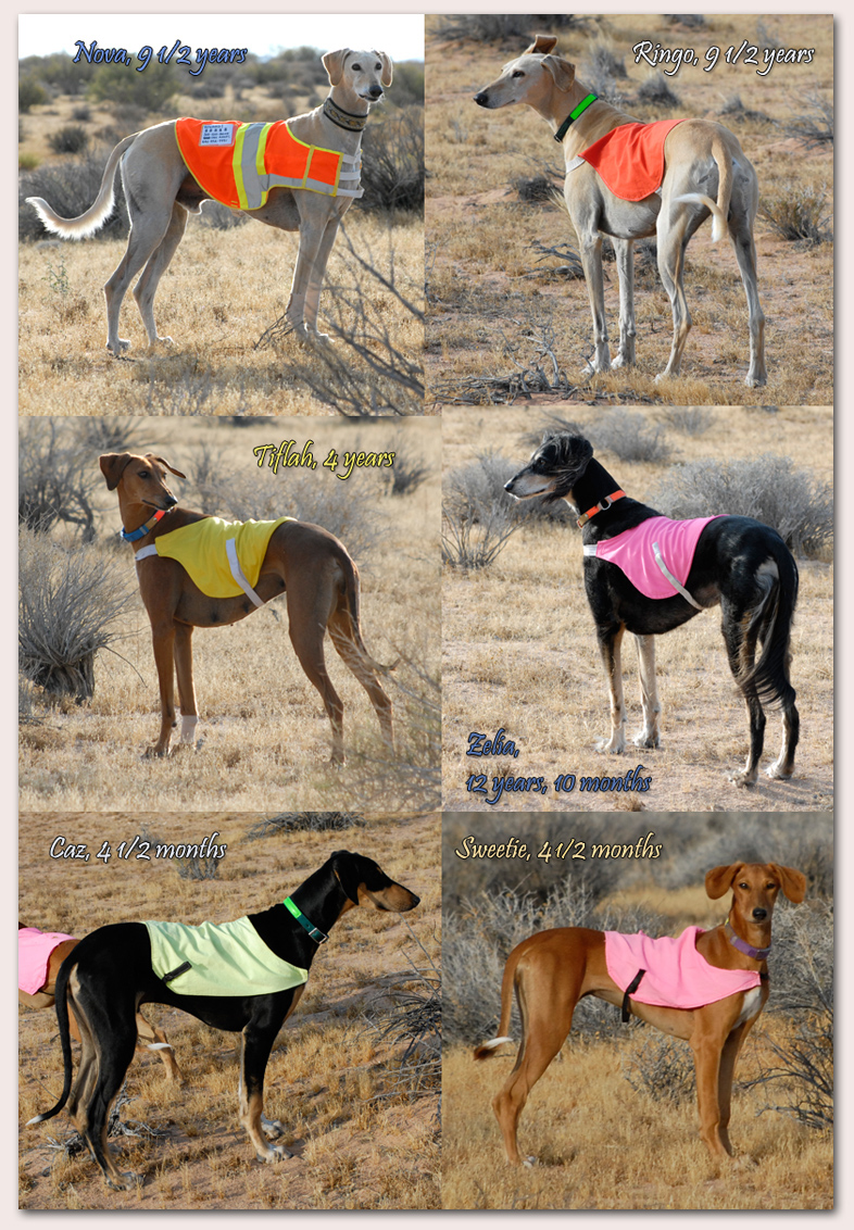 Our hounds May 2015!