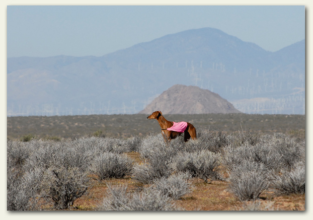 Tiflah in the Mojave