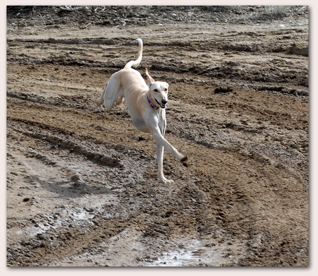 Ringo loves mud!